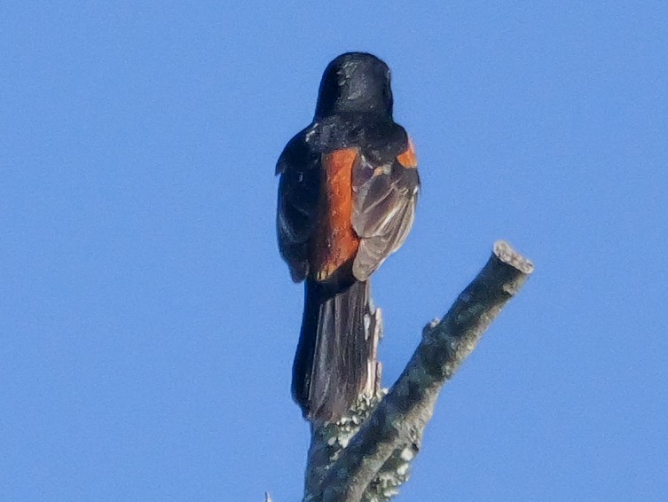 Orchard Oriole - Roger Horn