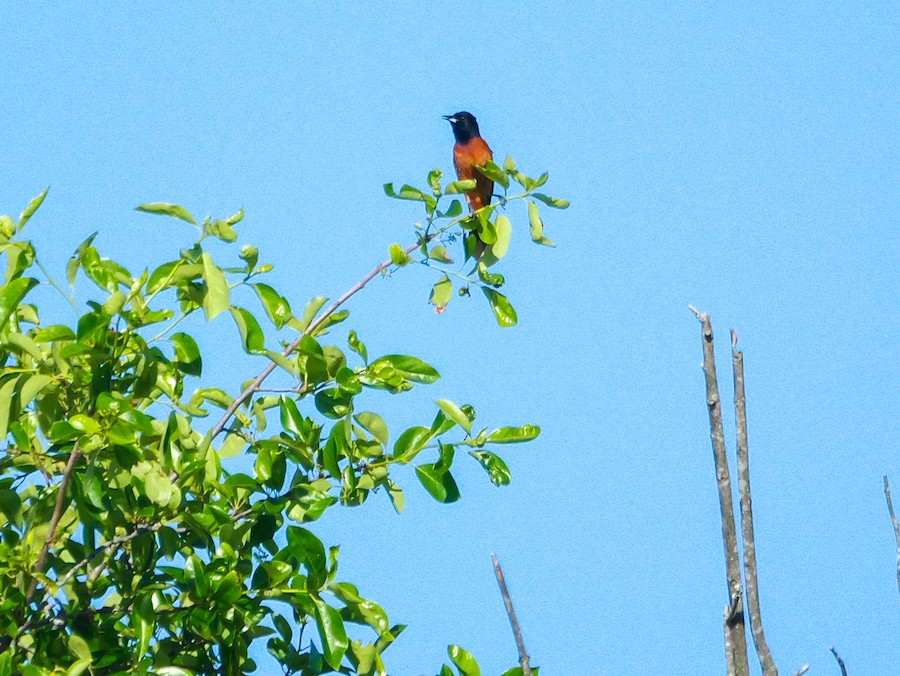 Orchard Oriole - Roger Horn