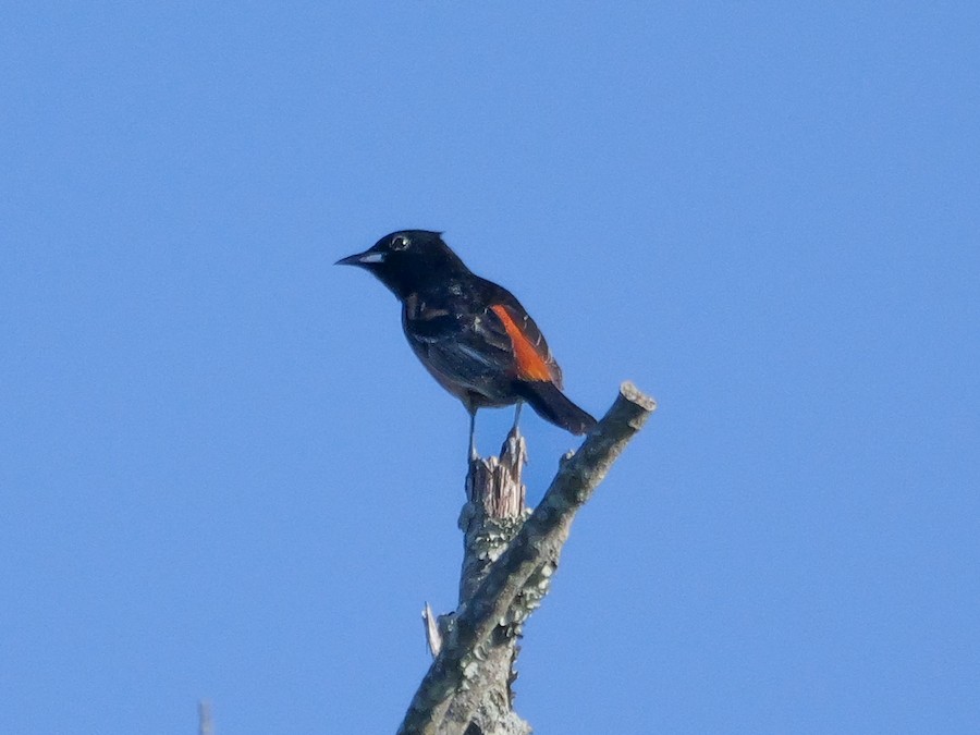 Orchard Oriole - Roger Horn