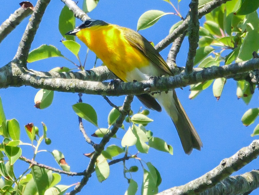 Yellow-breasted Chat - Roger Horn