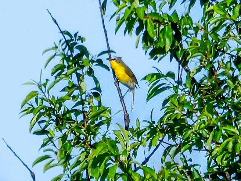 Yellow-breasted Chat - Roger Horn