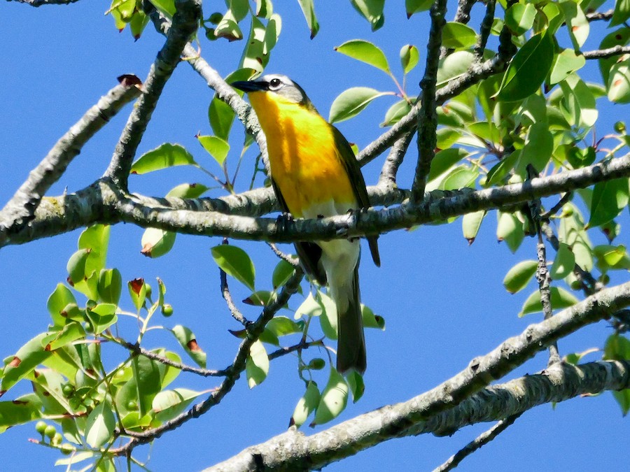 Yellow-breasted Chat - Roger Horn