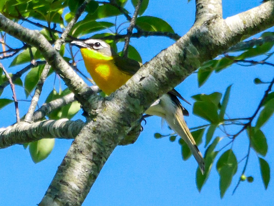 Yellow-breasted Chat - Roger Horn