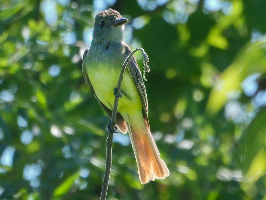 Great Crested Flycatcher - Roger Horn