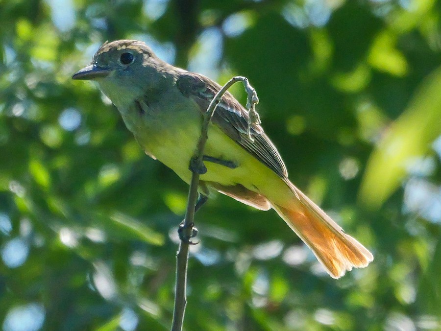 Great Crested Flycatcher - Roger Horn