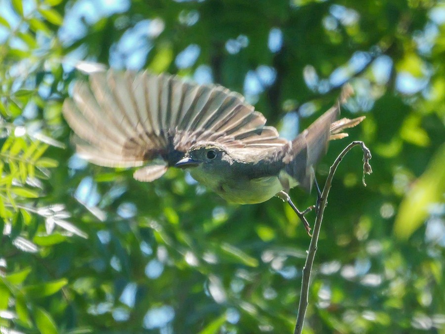 Great Crested Flycatcher - Roger Horn