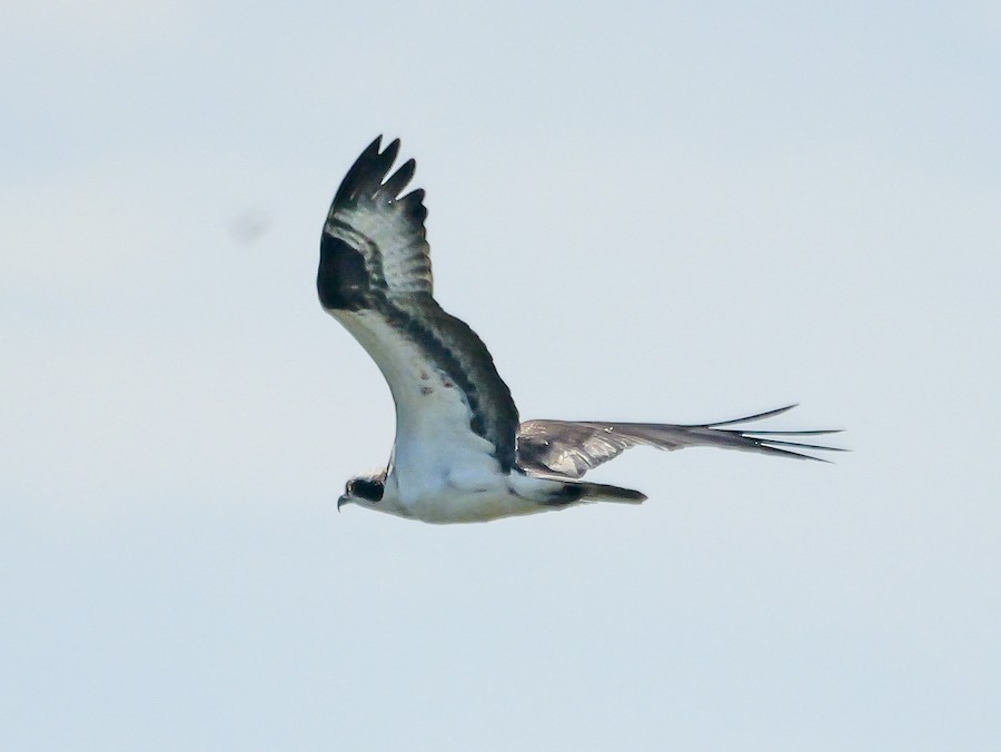 Osprey (American) - Roger Horn