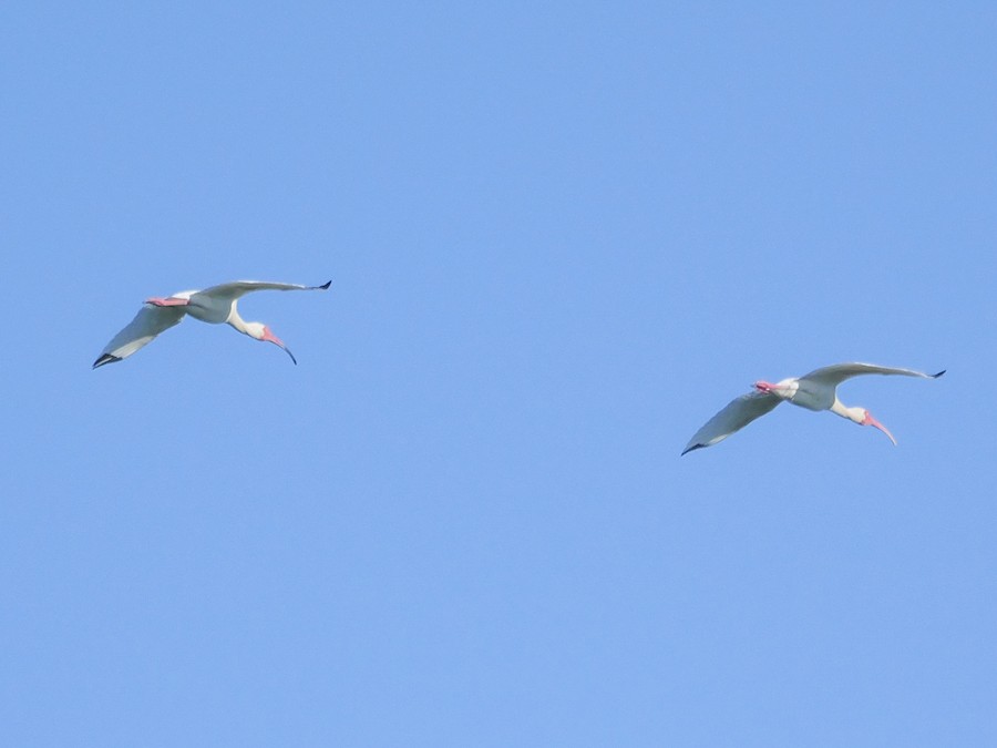 White Ibis - Roger Horn