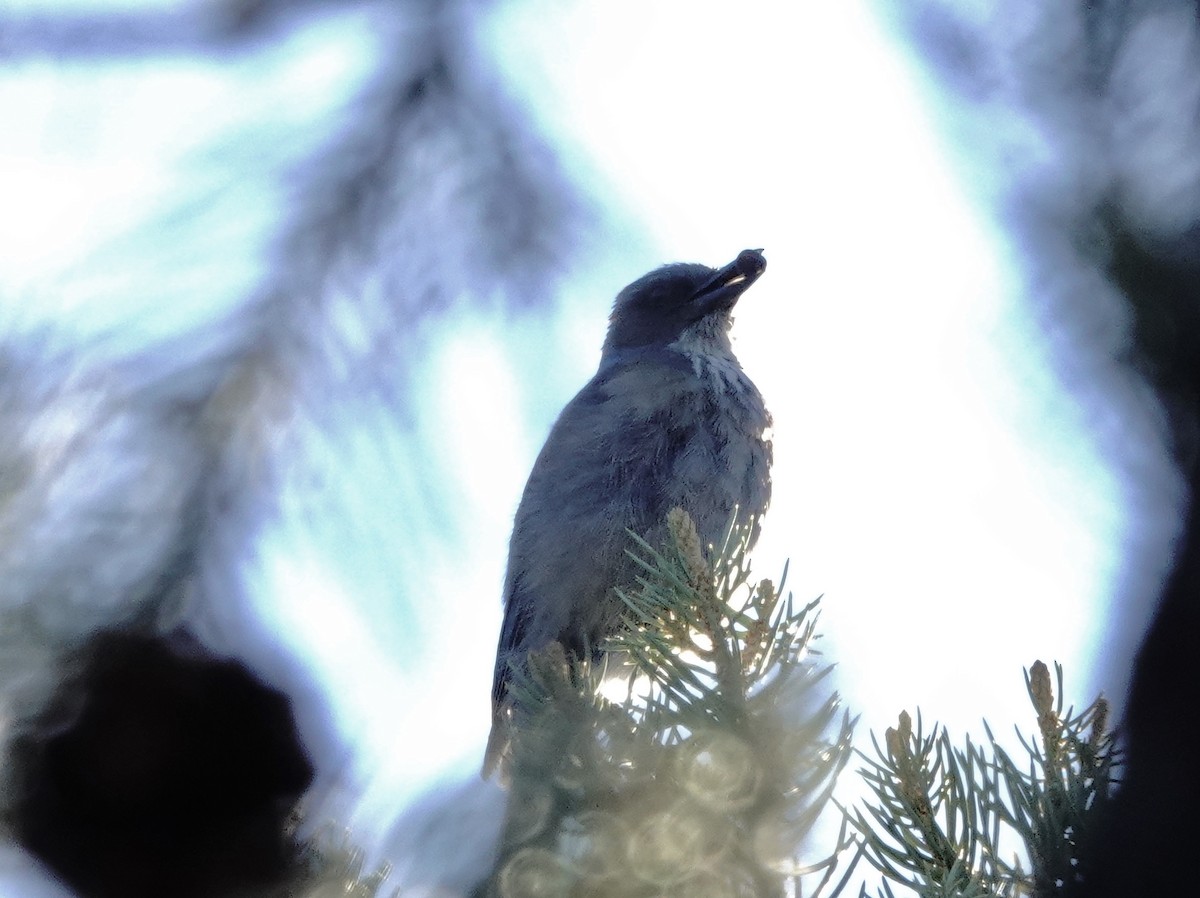Woodhouse's Scrub-Jay - ML659621636