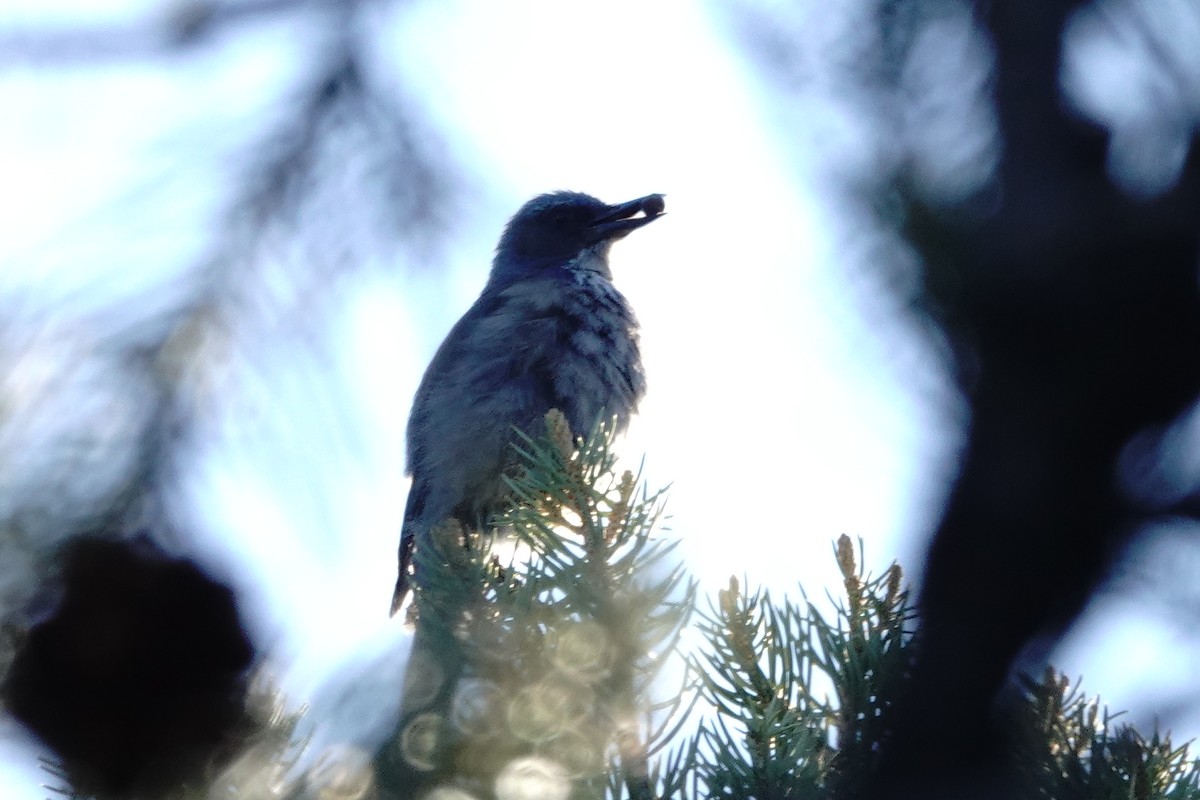 Woodhouse's Scrub-Jay - ML659621637