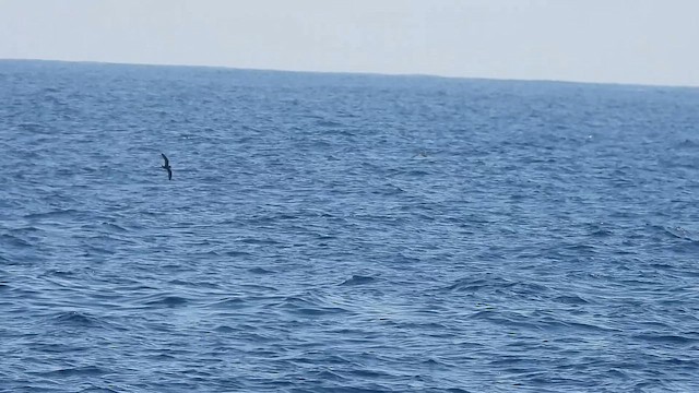Schwarzwellenläufer - ML659621663