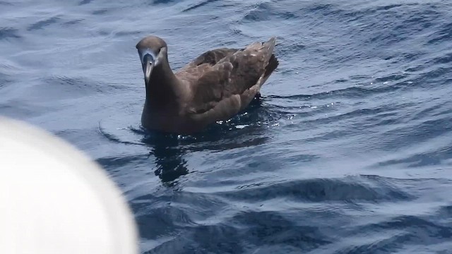 Schwarzfußalbatros - ML659622008