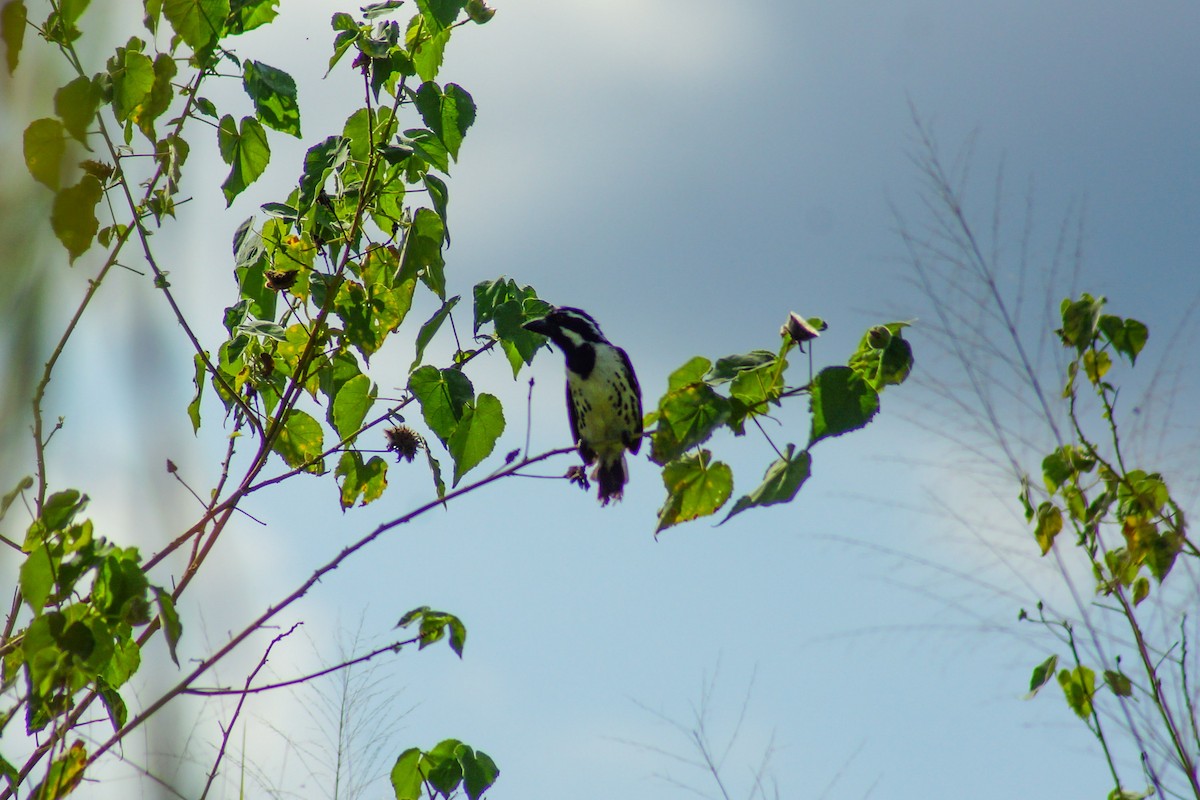 Tränenbartvogel - ML659622892