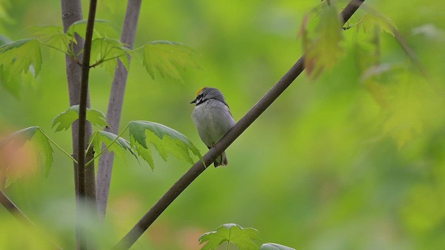 Goldflügel-Waldsänger - ML659623341