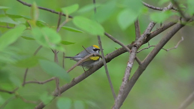 Goldflügel-Waldsänger - ML659623342
