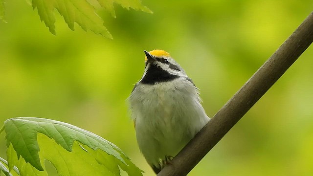 Goldflügel-Waldsänger - ML659623344