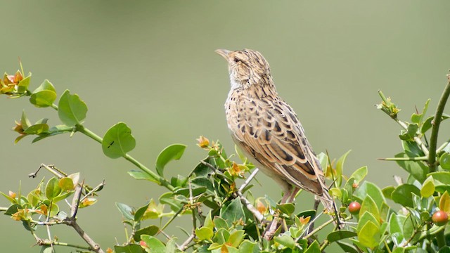 Sentinel Lark - ML659623420