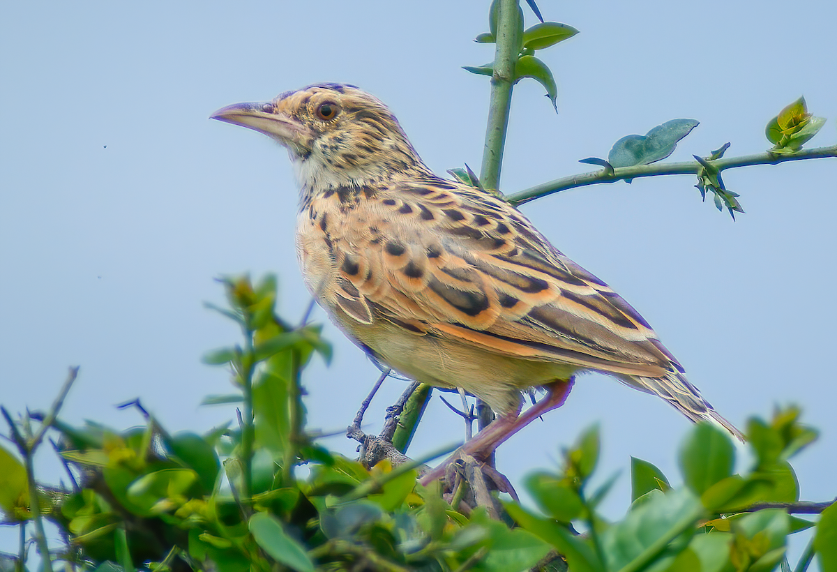 Sentinel Lark - ML659623491