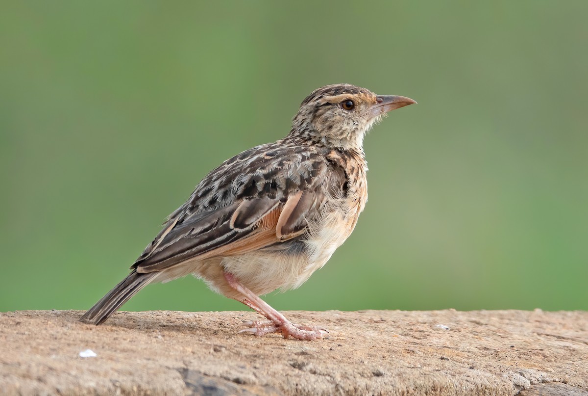Sentinel Lark - ML659623493