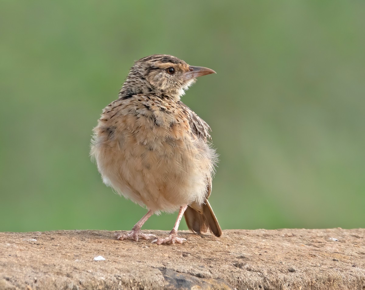 Sentinel Lark - ML659623494