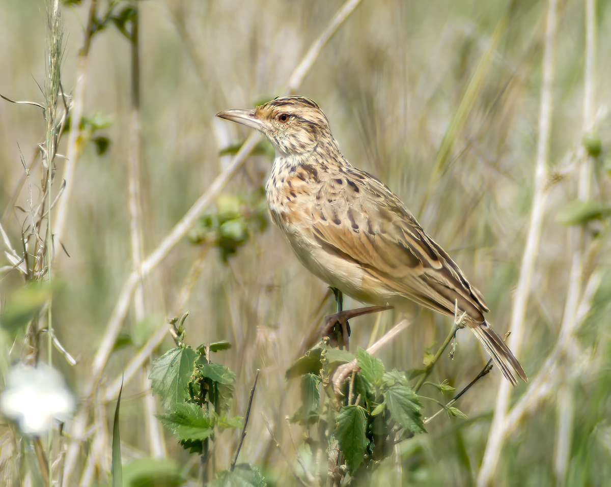 Sentinel Lark - ML659623495