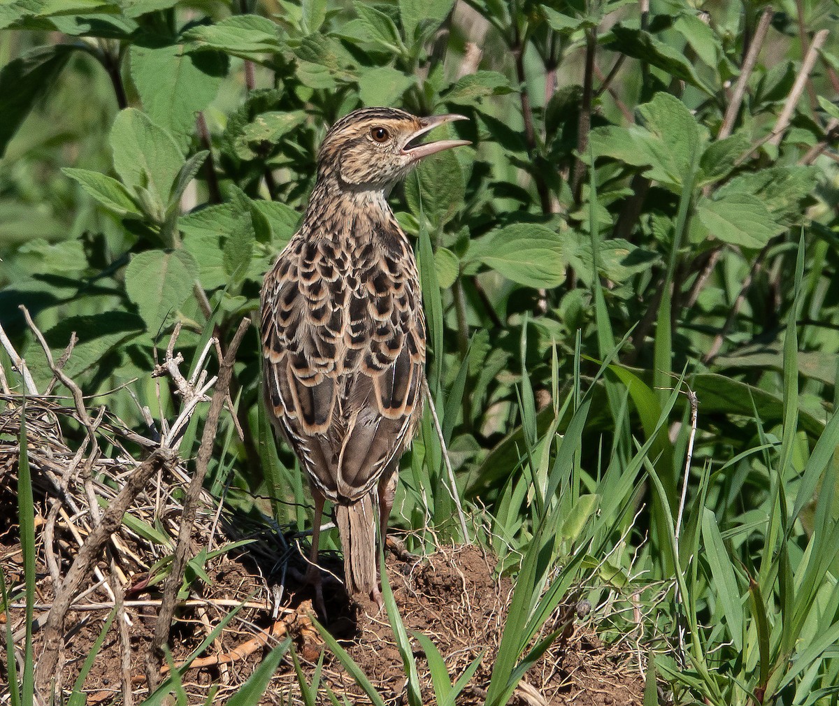 Sentinel Lark - ML659623496