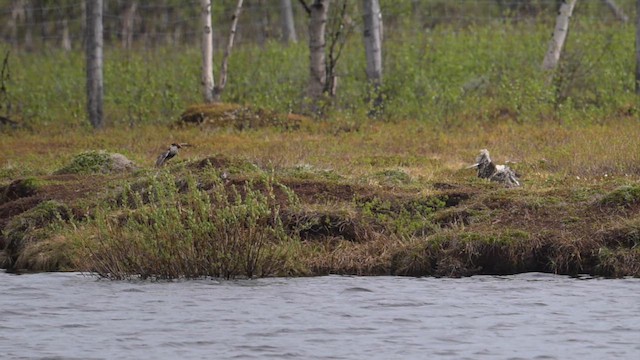 Kampfläufer - ML659623500