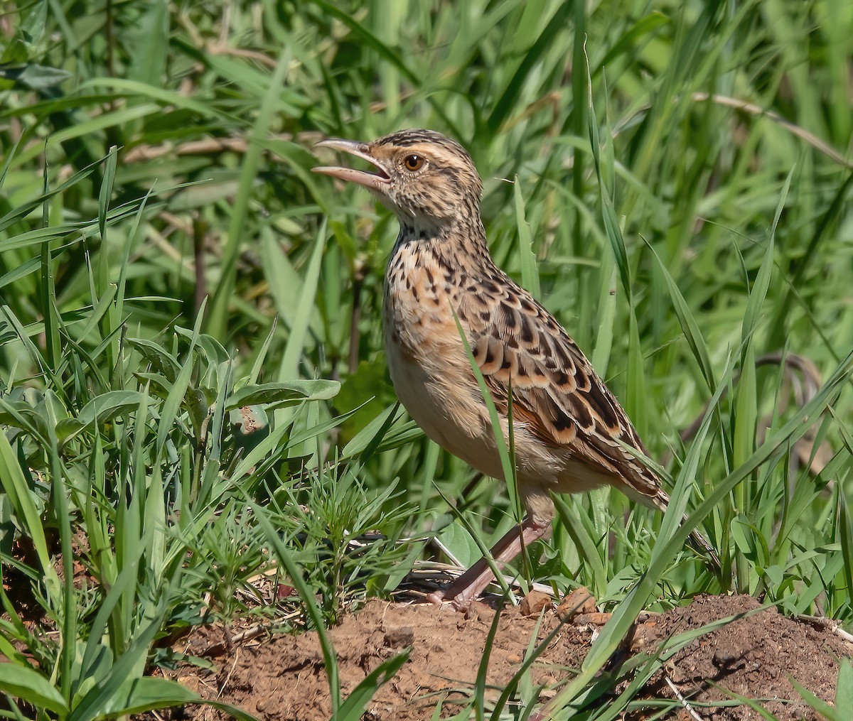 Sentinel Lark - ML659623528