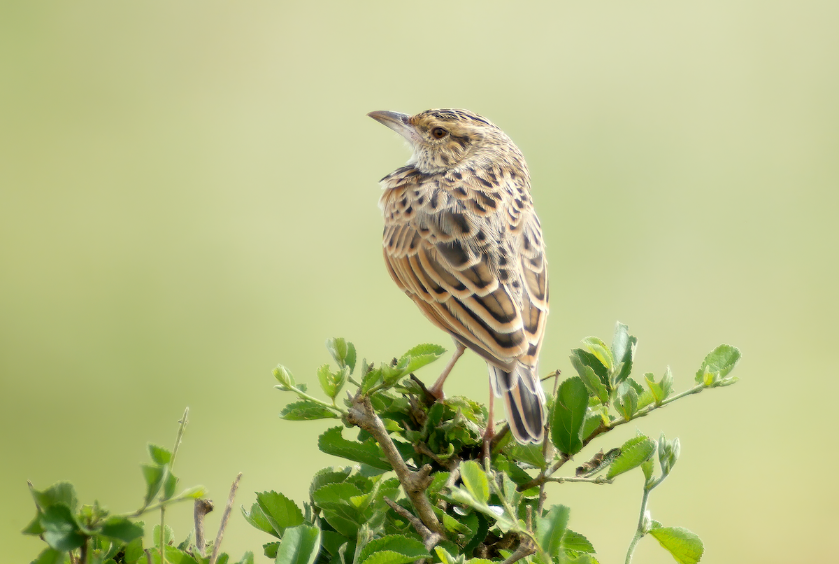 Sentinel Lark - ML659623611