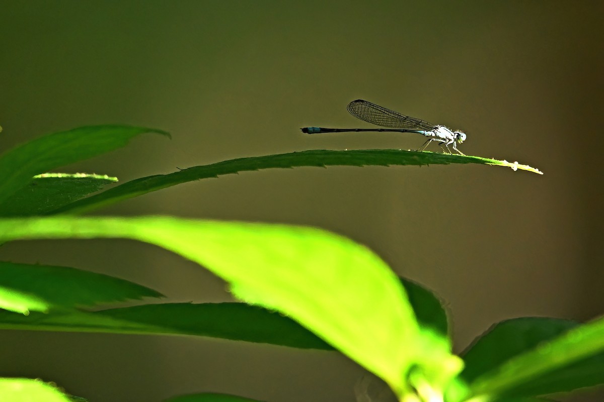 Becherazurjungfern - ML659623967
