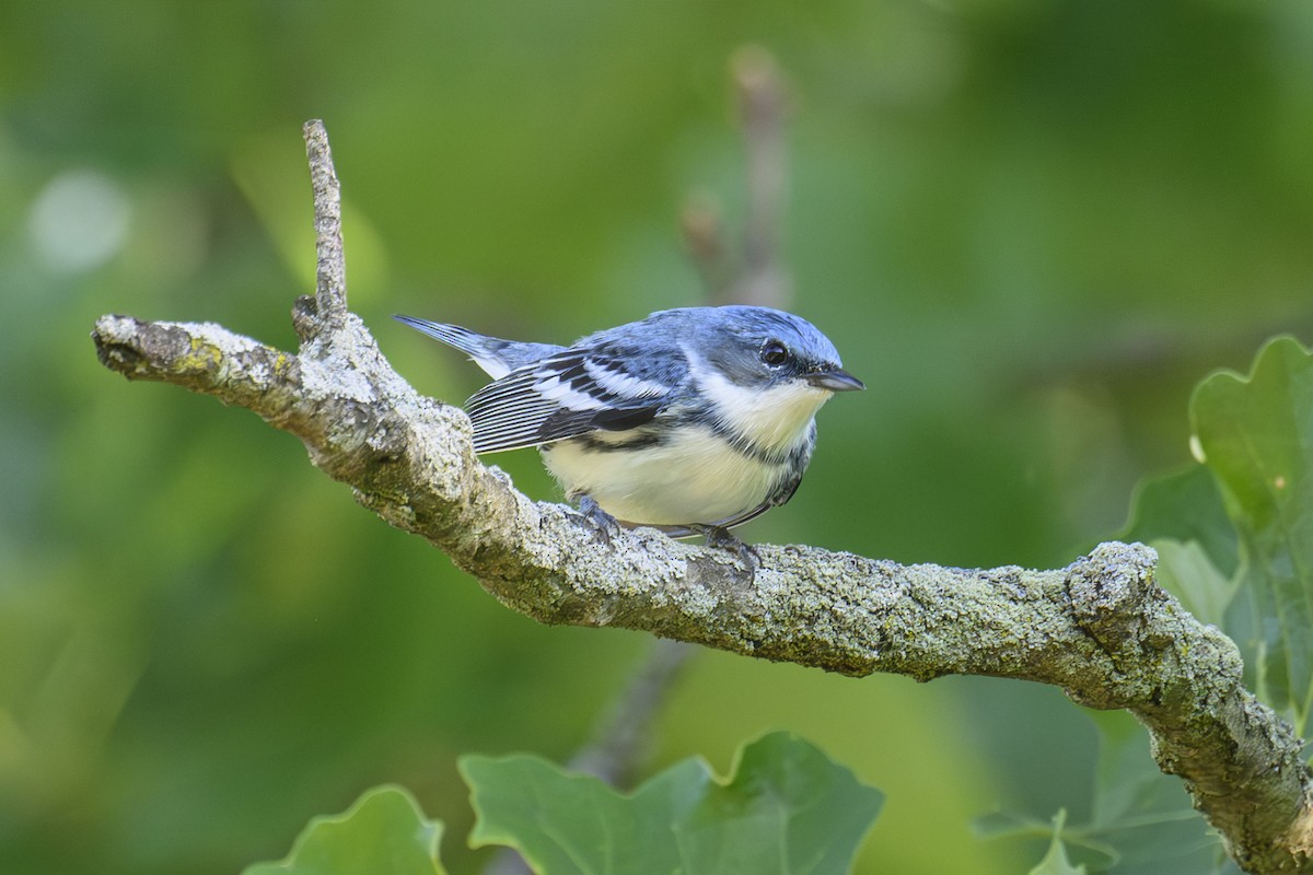 Cerulean Warbler - ML659624154
