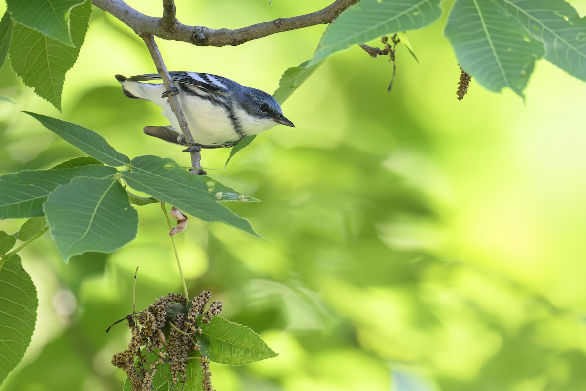 Cerulean Warbler - ML659624188