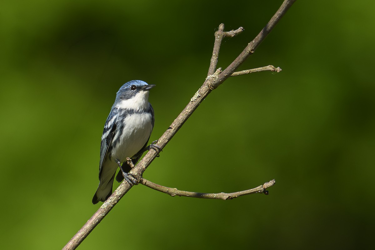Cerulean Warbler - ML659624227