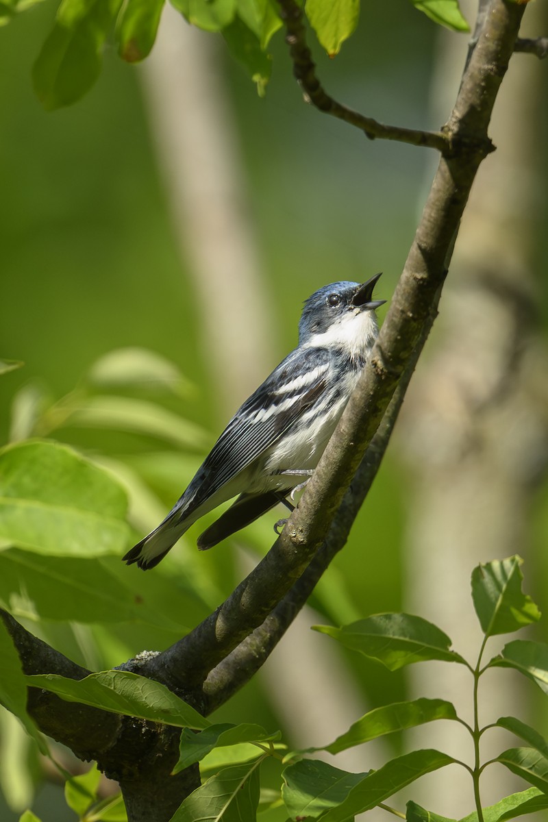 Cerulean Warbler - ML659624241