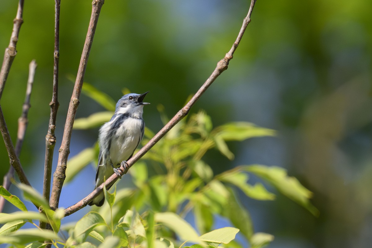 Cerulean Warbler - ML659624242