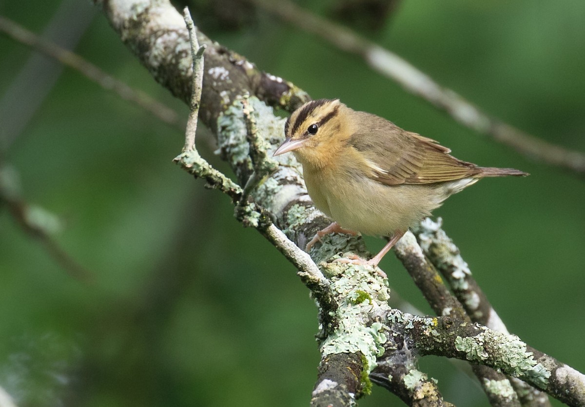åmeparula - ML659624618