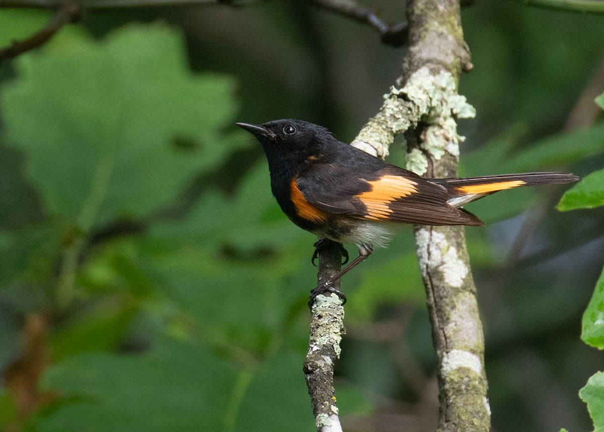 rødstjertparula - ML659624636