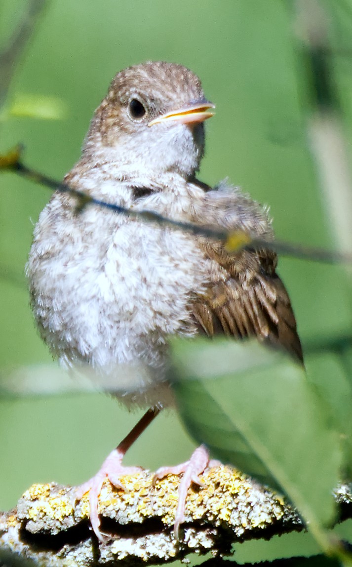 Common Nightingale - ML659624970