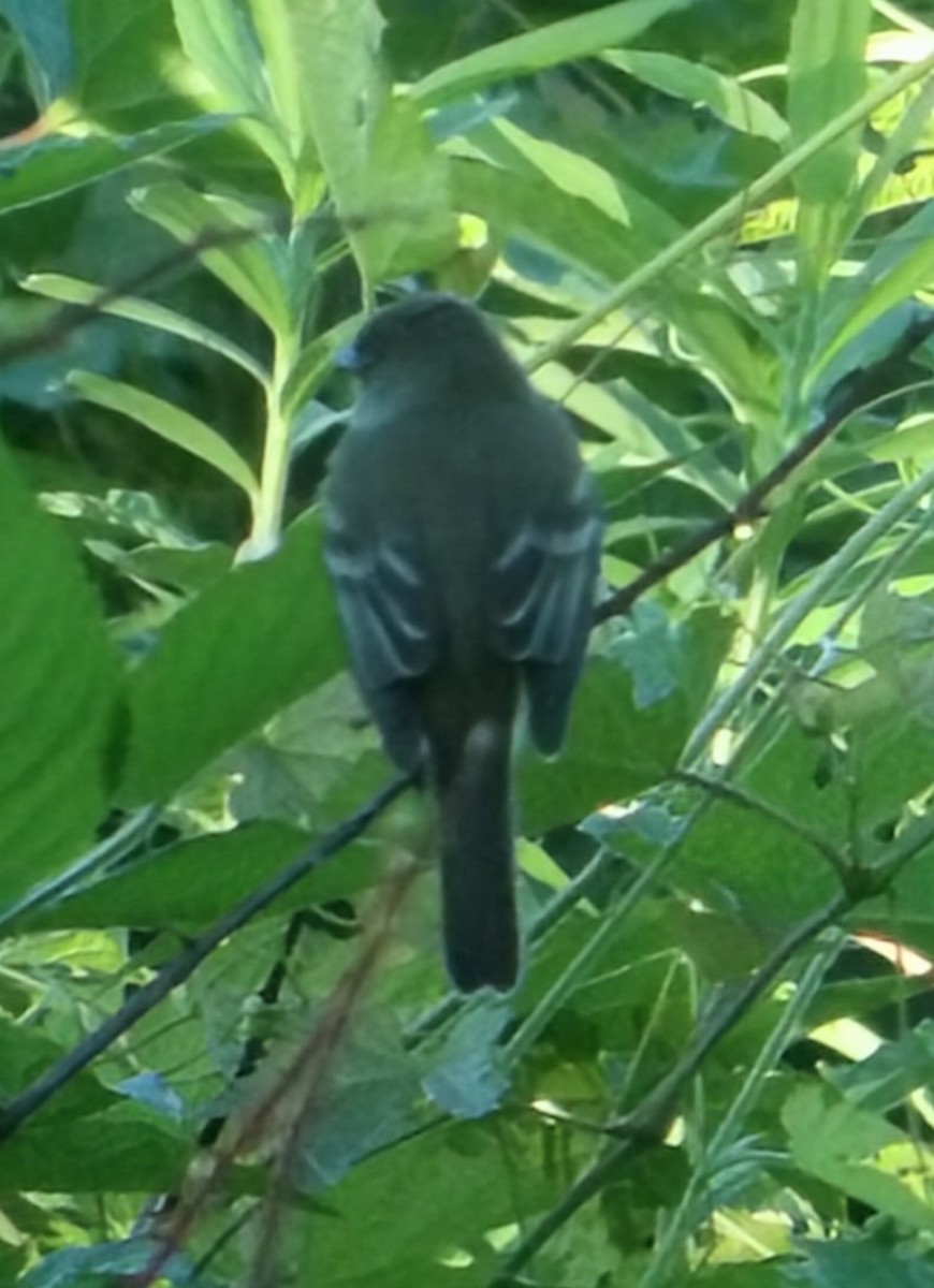 Willow Flycatcher - ML659625497