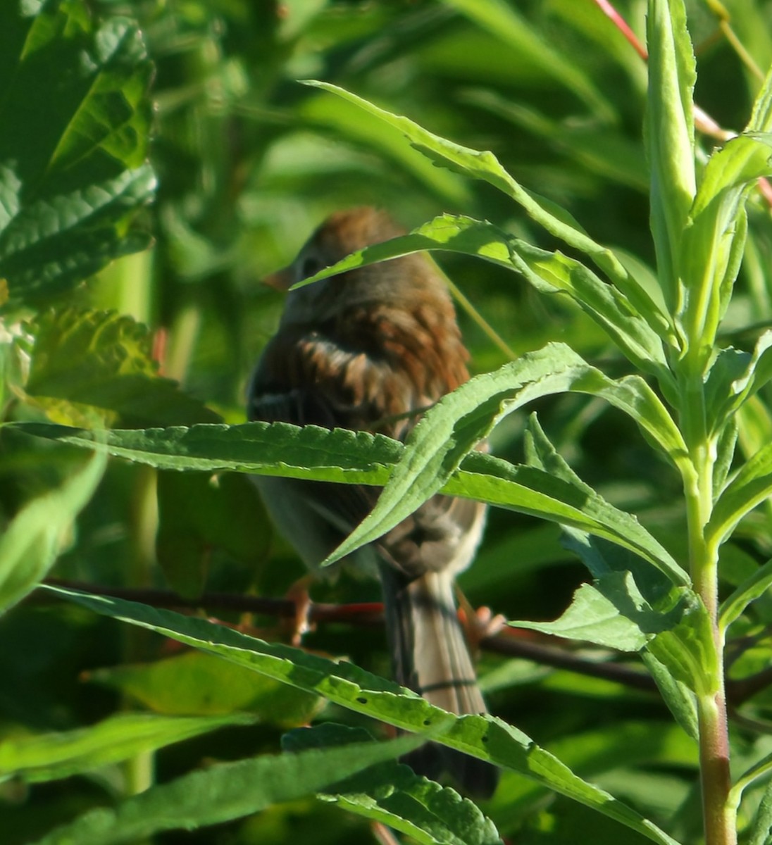 Field Sparrow - ML659625519