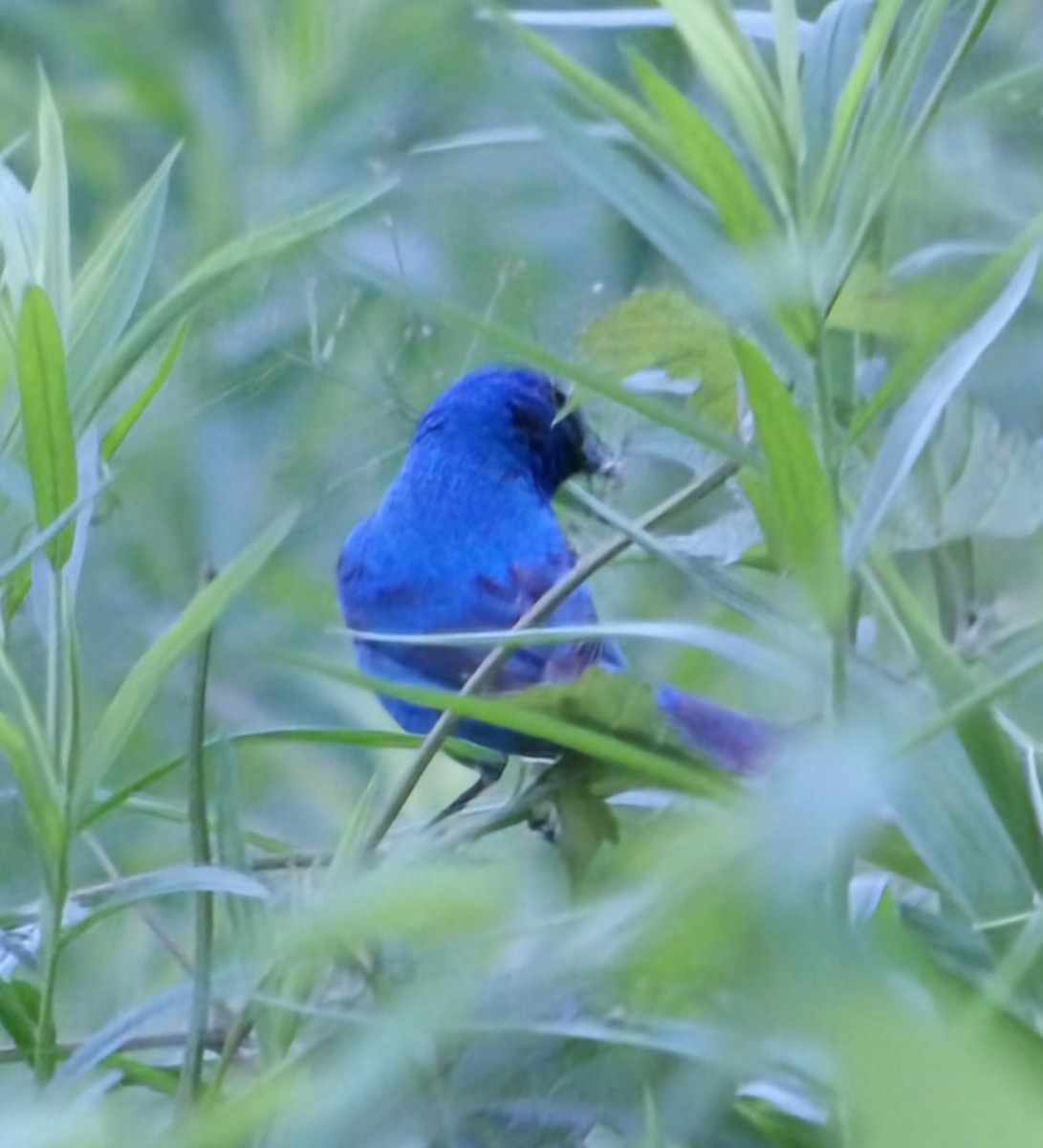 Indigo Bunting - ML659625531