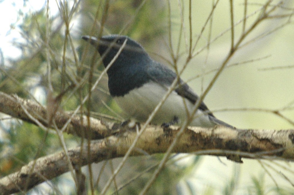 Leaden Flycatcher - ML659625625