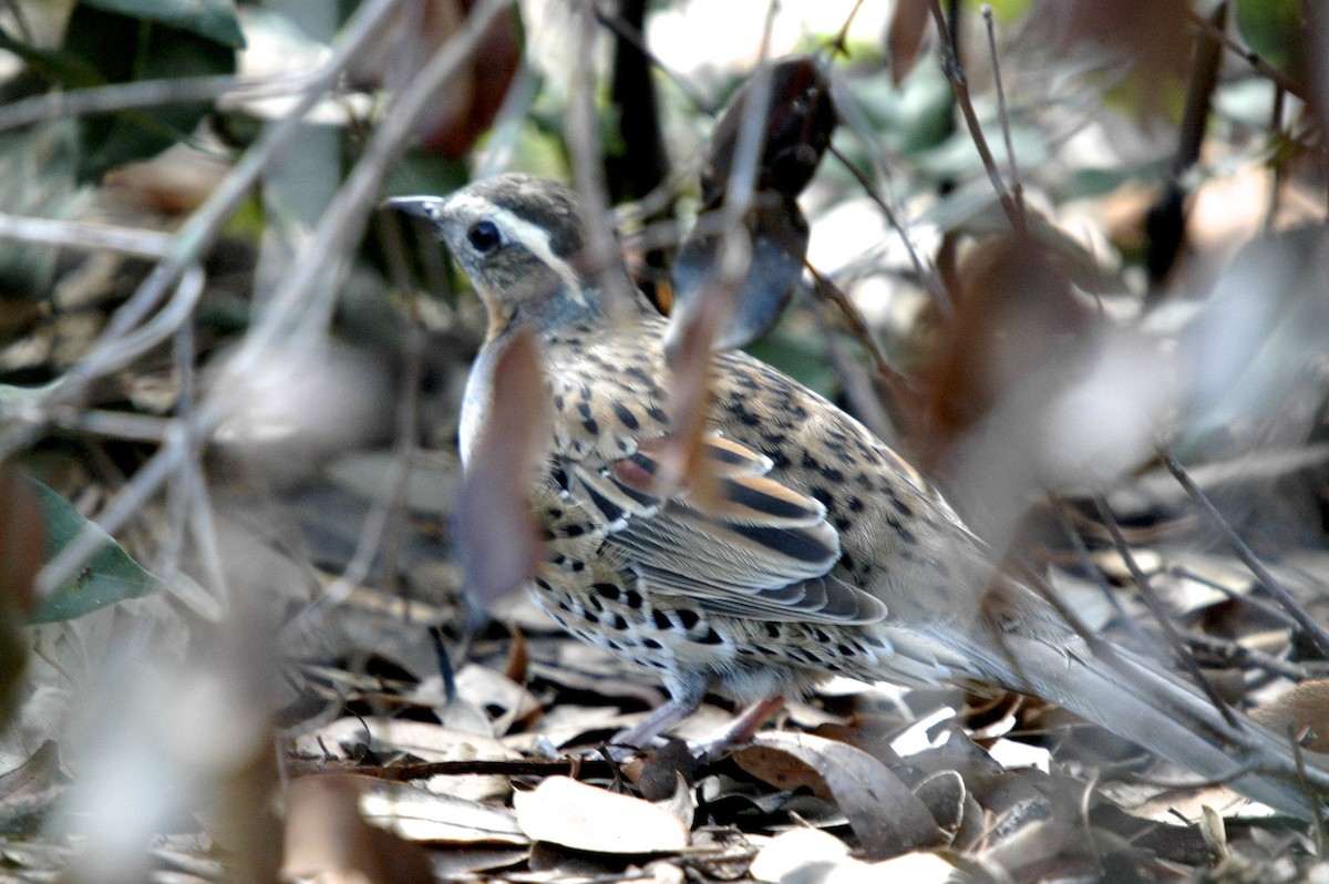 Spotted Quail-thrush - ML659625968
