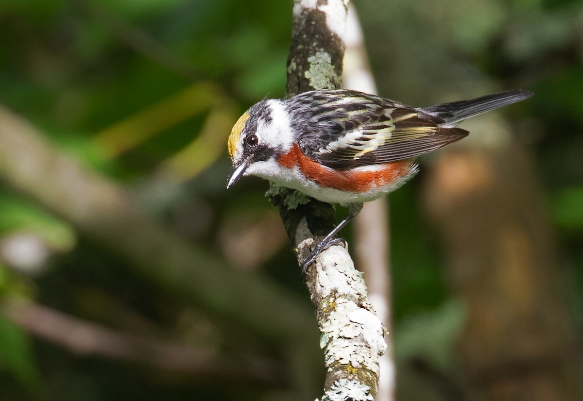 brunsideparula - ML659625986