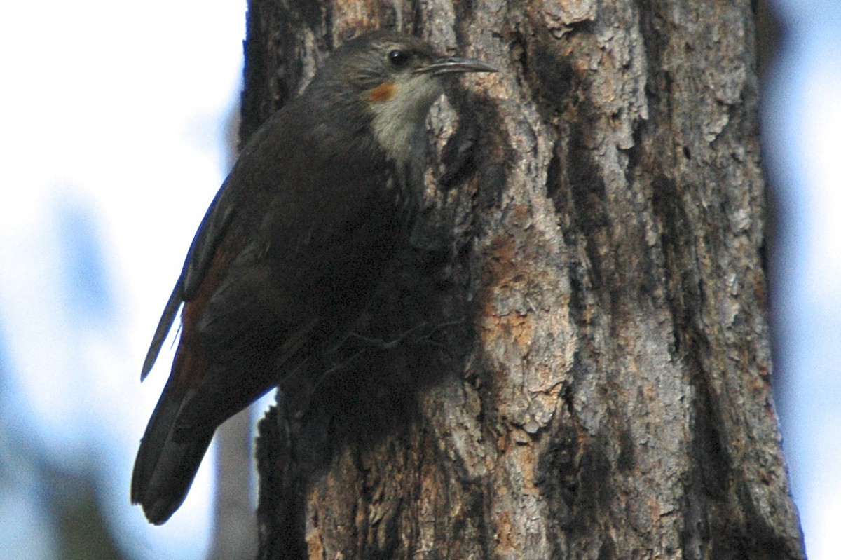 White-throated Treecreeper - ML659626020