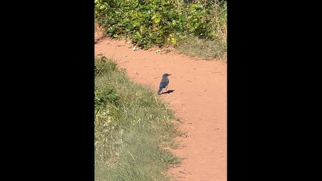 Woodhouse's Scrub-Jay - ML659626075