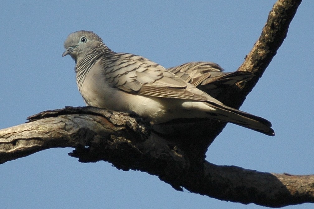 Peaceful Dove - ML659626257