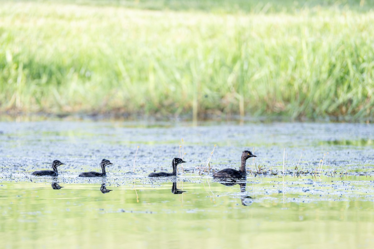 Least Grebe - ML659626290