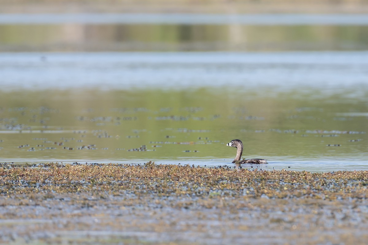 Pied-billed Grebe - ML659626308