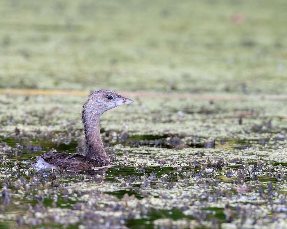 Pied-billed Grebe - ML659626309